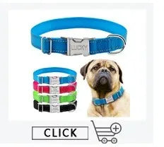 Personalized Dog Collar – Because Every Walk Is an Adventure That Deserves the Best