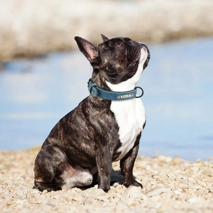 Personalized Dog Collar – Because Every Walk Is an Adventure That Deserves the Best