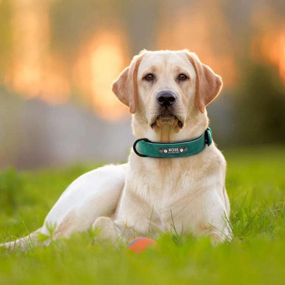 Personalized Dog Collar – Because Every Walk Is an Adventure That Deserves the Best