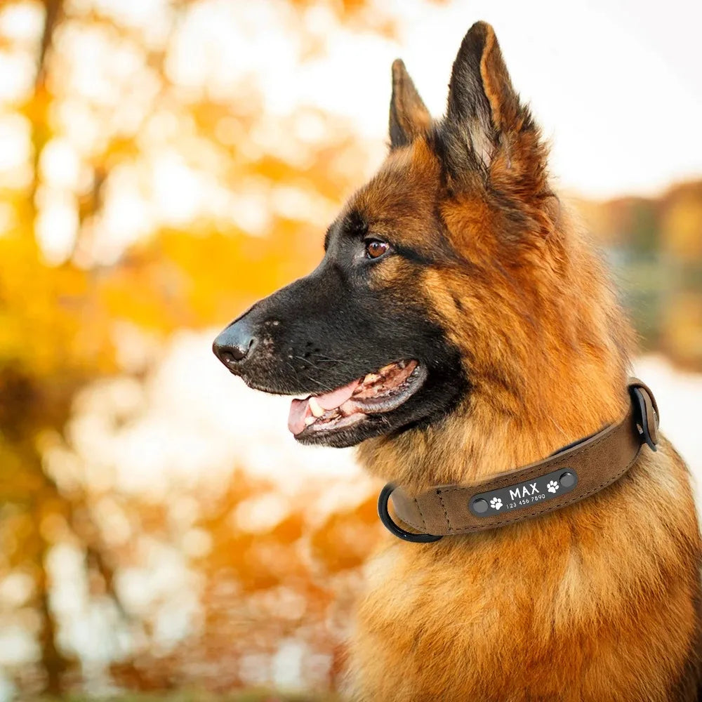 Personalized Dog Collar – Because Every Walk Is an Adventure That Deserves the Best